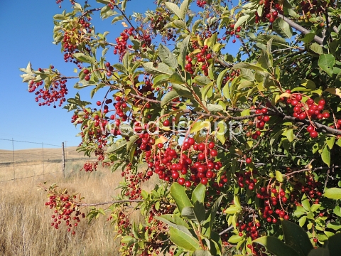 chokecherry, common